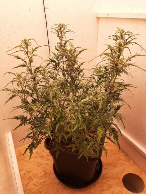 Frosty’s Auto Freak Contest. Week 7