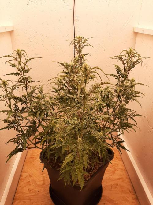 Frosty’s Auto Freak Contest. Week 7