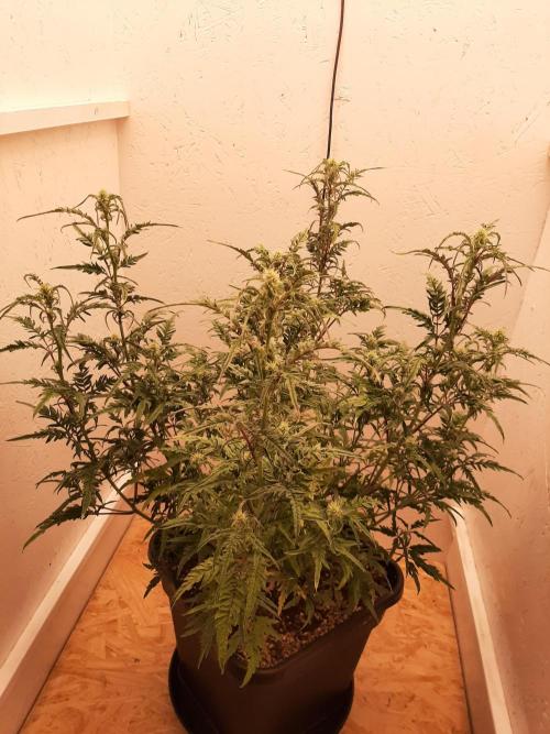 Frosty’s Auto Freak Contest. Week 7