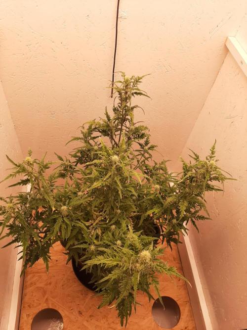 Frosty’s Auto Freak Contest. Week 7