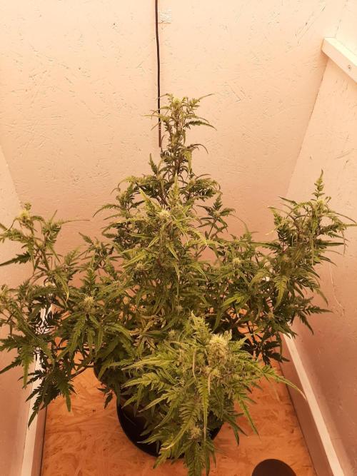 Frosty’s Auto Freak Contest. Week 7
