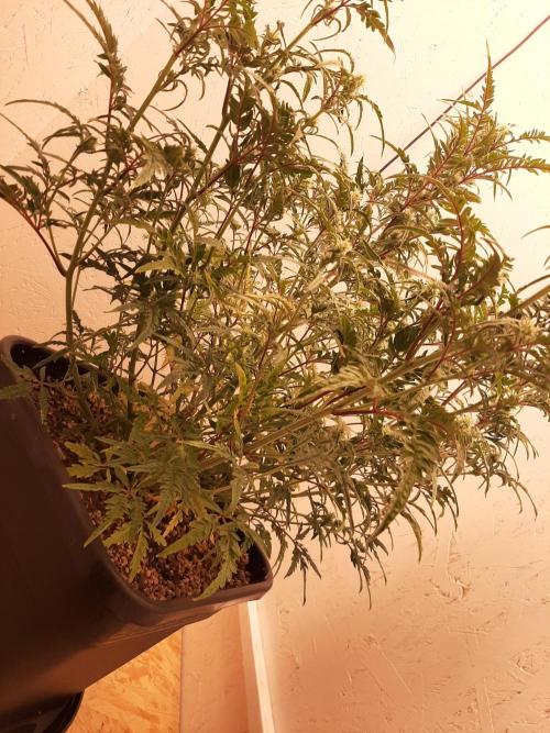 Frosty’s Auto Freak Contest. Week 7