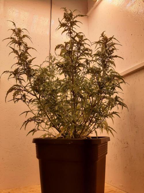 Frosty’s Auto Freak Contest. Week 8 - Montag🌱