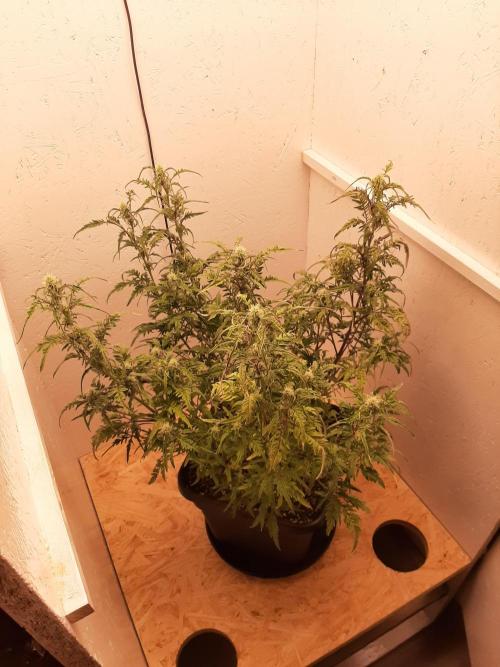 Frosty’s Auto Freak Contest. Week 8 - Dienstag🌱