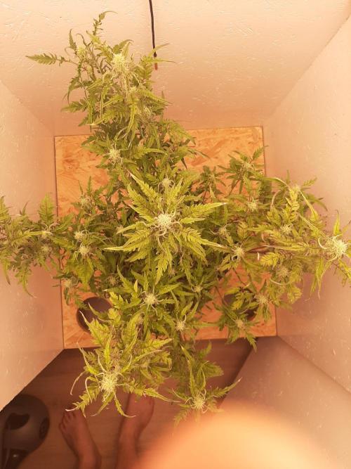Frosty’s Auto Freak Contest. Week 8 - Mittwoch🌱