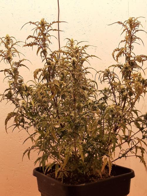 Frosty’s Auto Freak Contest. Week 8 - Donnerstag🌱