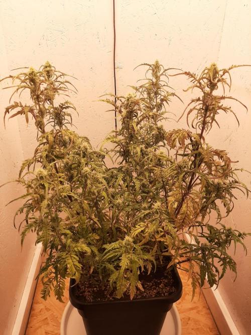 Frosty’s Auto Freak Contest. Week 8 - Freitag🌱