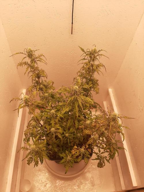 Frosty’s Auto Freak Contest. Week 8 - Samstag🌱