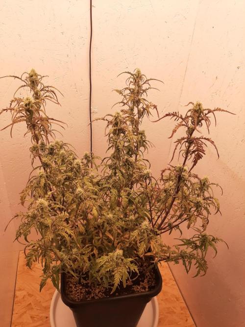 Frosty’s Auto Freak Contest. Week 8 - Sonntag🌱
