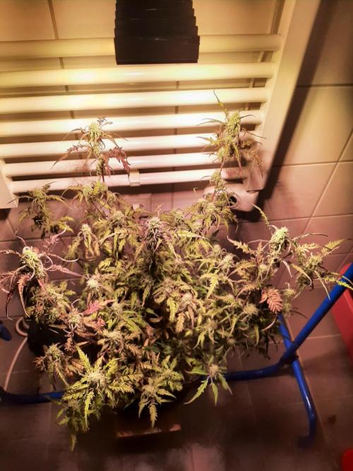 Frosty’s Auto Freak Contest. Week 9 - Montag🌱