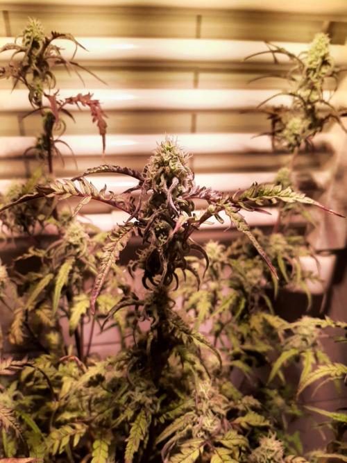 Frosty’s Auto Freak Contest. Week 9 - Montag🌱