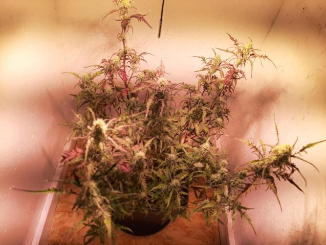 Frosty’s Auto Freak Contest. Week 9 - Dienstag🌱