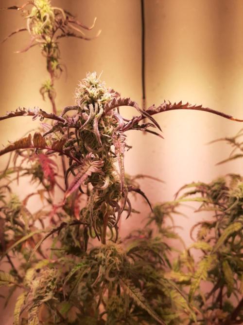 Frosty’s Auto Freak Contest. Week 9 - Dienstag🌱