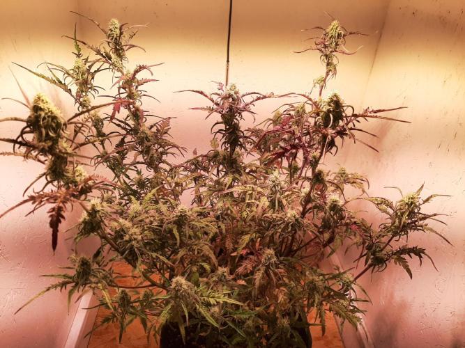 Frosty’s Auto Freak Contest. Week 9 - Mittwoch🌱