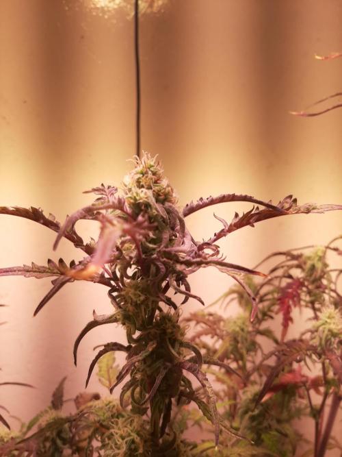 Frosty’s Auto Freak Contest. Week 9 - Mittwoch🌱