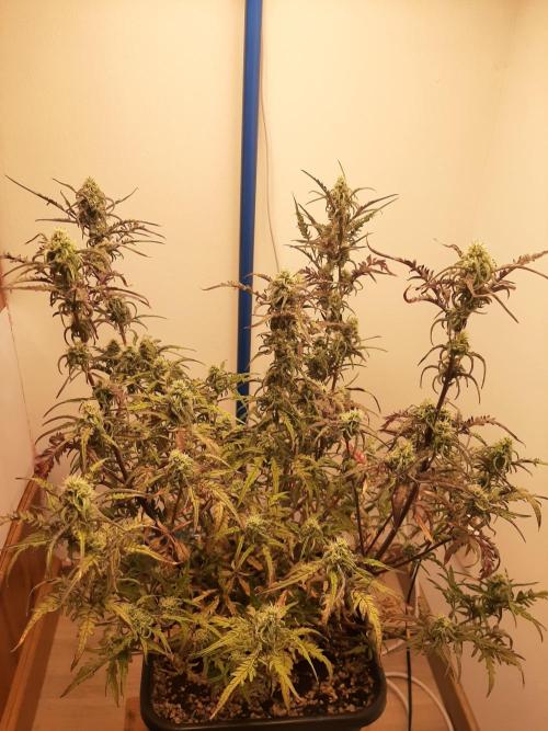 Frosty’s Auto Freak Contest. Week 9 - Donnerstag🌱