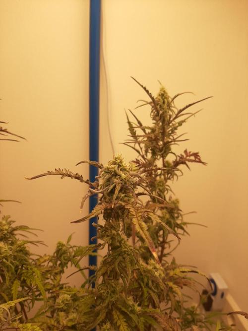 Frosty’s Auto Freak Contest. Week 9 - Donnerstag🌱