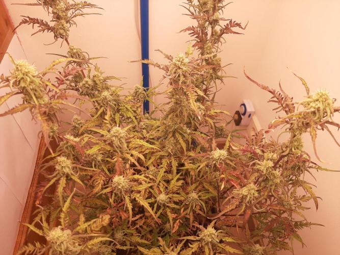 Frosty’s Auto Freak Contest. Week 9 - Freitag🌱