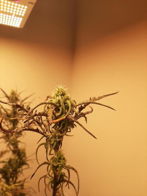 Frosty’s Auto Freak Contest. Week 9 - Freitag🌱