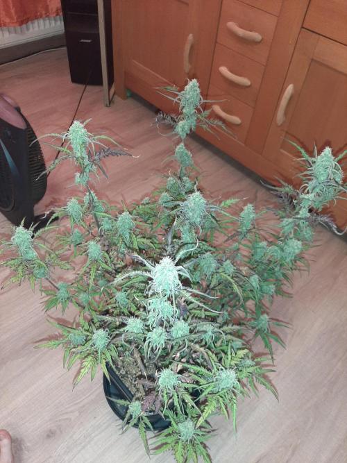 Frosty’s Auto Freak Contest. Week 9 - Samstag🌱
