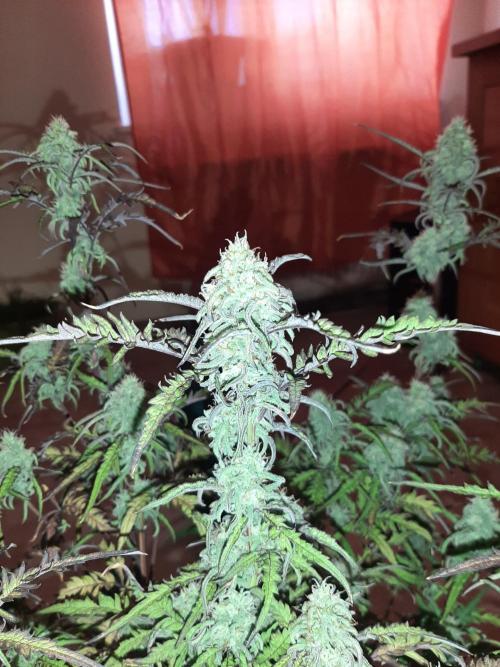 Frosty’s Auto Freak Contest. Week 9 - Samstag🌱