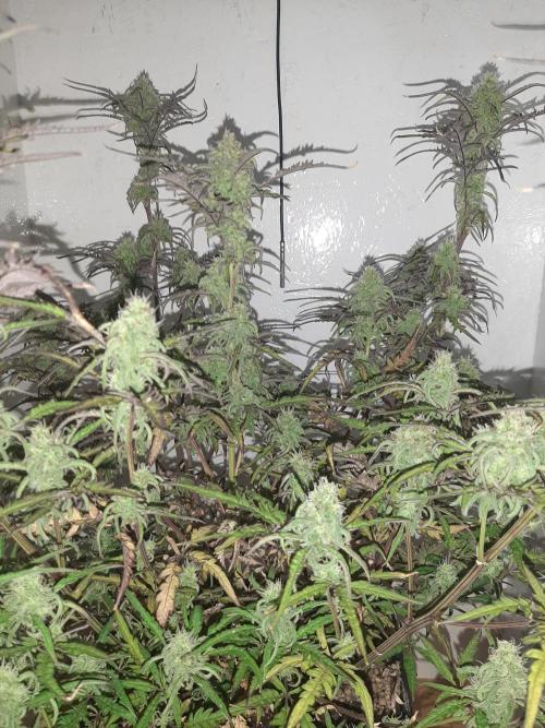 Frosty’s Auto Freak Contest. Week 9 - Sonntag🌱