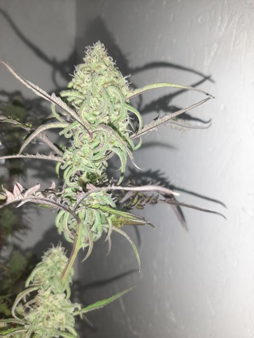 Frosty’s Auto Freak Contest. Week 9 - Sonntag🌱