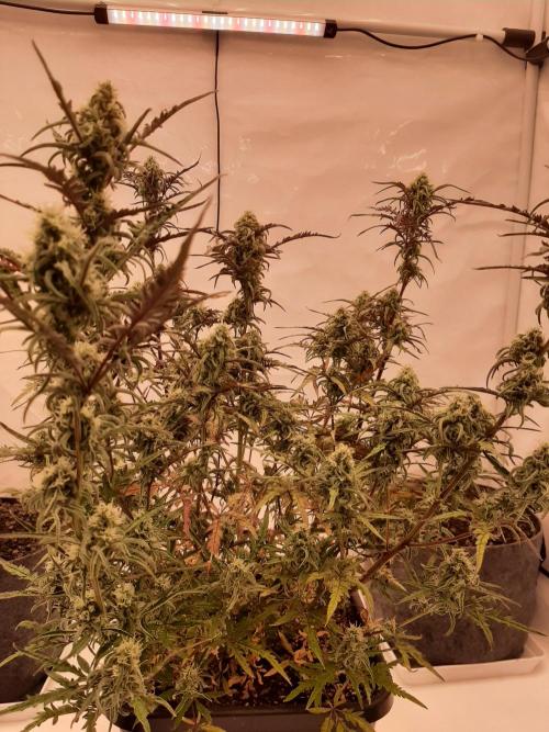 Frosty’s Auto Freak Contest. Week 10 - Montag🌱🐱