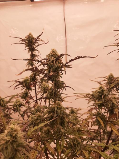Frosty’s Auto Freak Contest. Week 10 - Montag🌱🐱