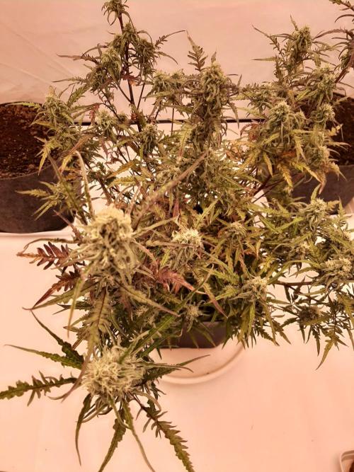 Frosty’s Auto Freak Contest. Week 10 - Dienstag🌱🐱