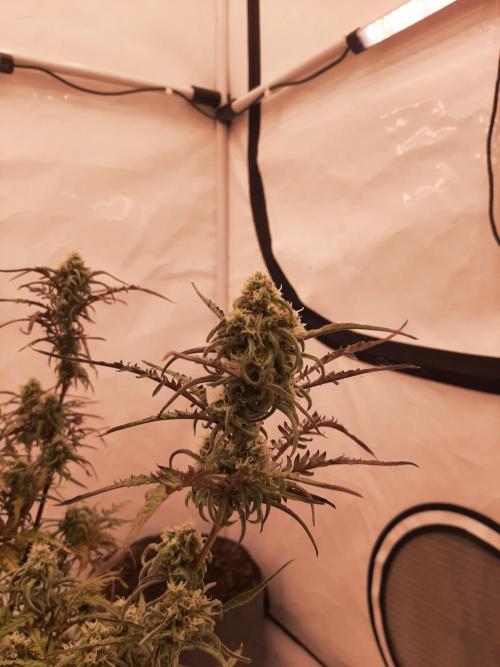 Frosty’s Auto Freak Contest. Week 10 - Dienstag🌱🐱