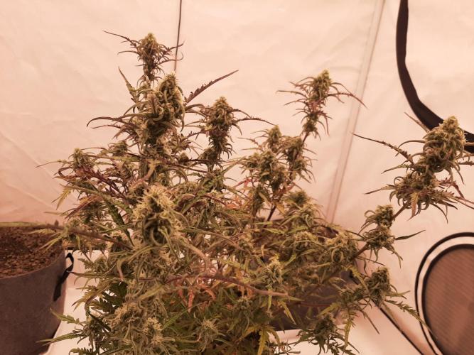 Frosty’s Auto Freak Contest. Week 10 - Mittwoch🌱🐱