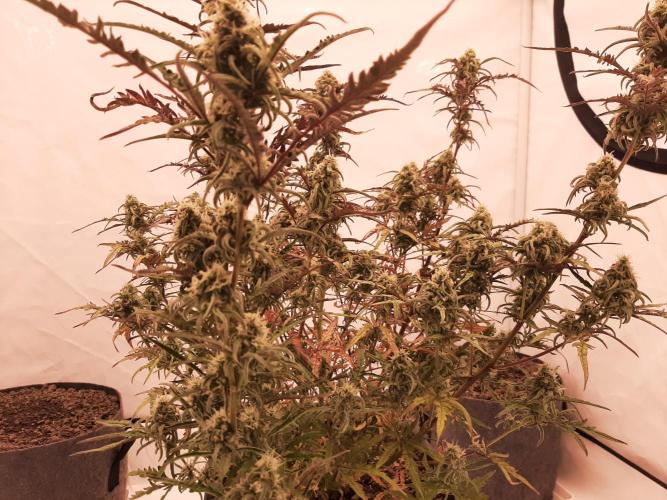 Frosty’s Auto Freak Contest. Week 10 - Mittwoch🌱🐱