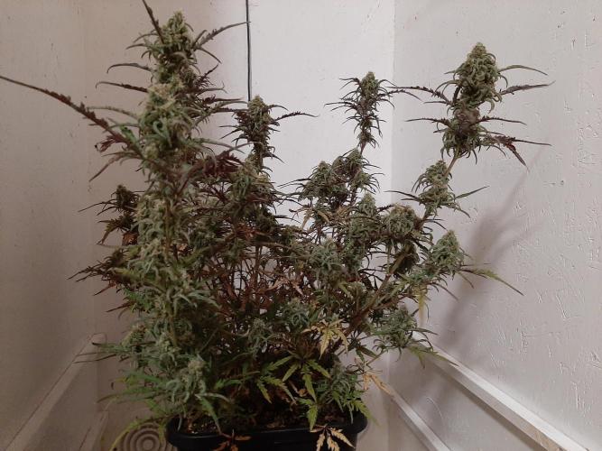 Frosty’s Auto Freak Contest. Week 10 - Donnerstag🌱🐱