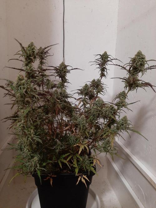 Frosty’s Auto Freak Contest. Week 10 - Donnerstag🌱🐱