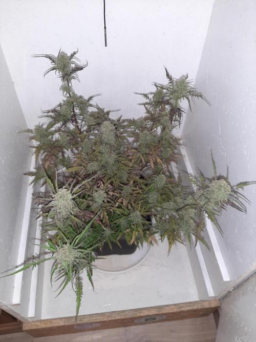 Frosty’s Auto Freak Contest. Week 10 - Freitag🌱🐱