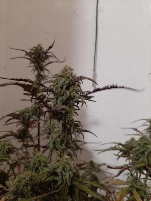Frosty’s Auto Freak Contest. Week 10 - Freitag🌱🐱