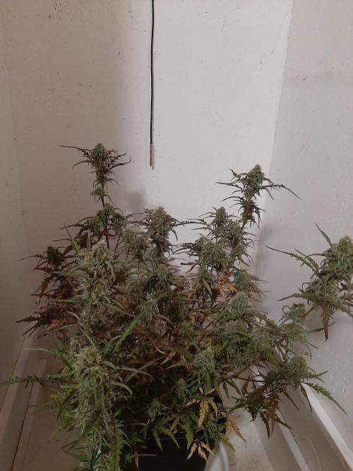 Frosty’s Auto Freak Contest. Week 10 - Samstag🌱🐱