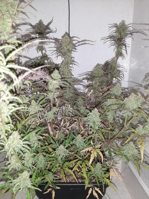 Frosty’s Auto Freak Contest. Week 10 - Samstag🌱🐱