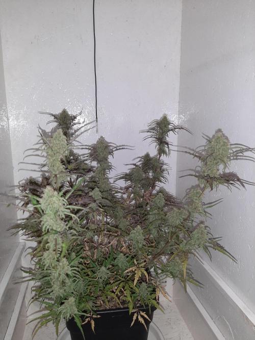 Frosty’s Auto Freak Contest. Week 10 - Sonntag🌱🐱
