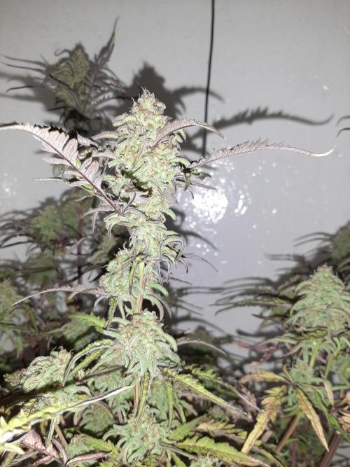 Frosty’s Auto Freak Contest. Week 10 - Sonntag🌱🐱
