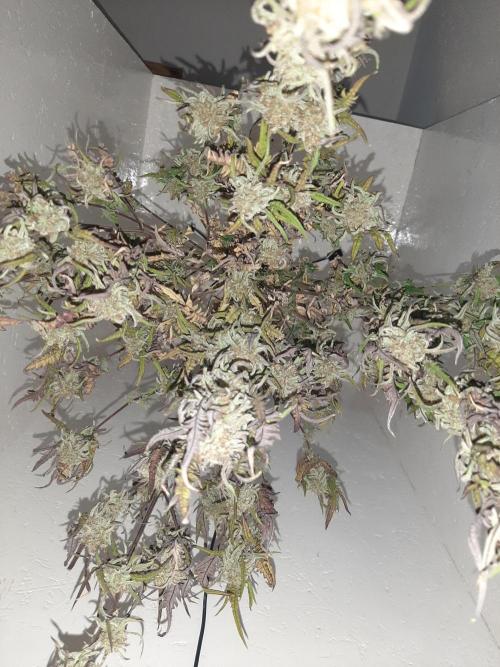 Frosty’s Auto Freak Contest. Week 11 - 🌱🐱