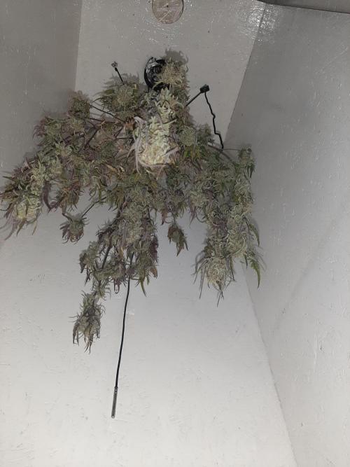 Frosty’s Auto Freak Contest. Week 11 - 🌱🐱