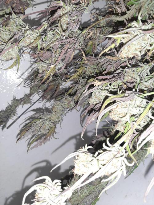 Frosty’s Auto Freak Contest. Week 11 - 🌱🐱