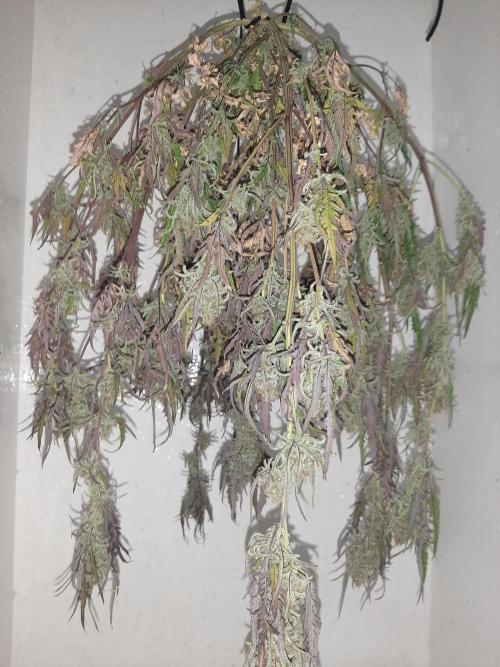 Frosty’s Auto Freak Contest. Week 11 - 🌱🐱