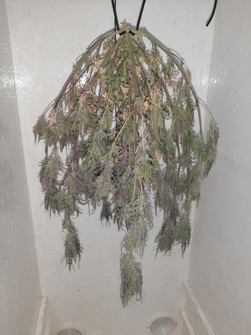 Frosty’s Auto Freak Contest. Week 11 - 🌱🐱