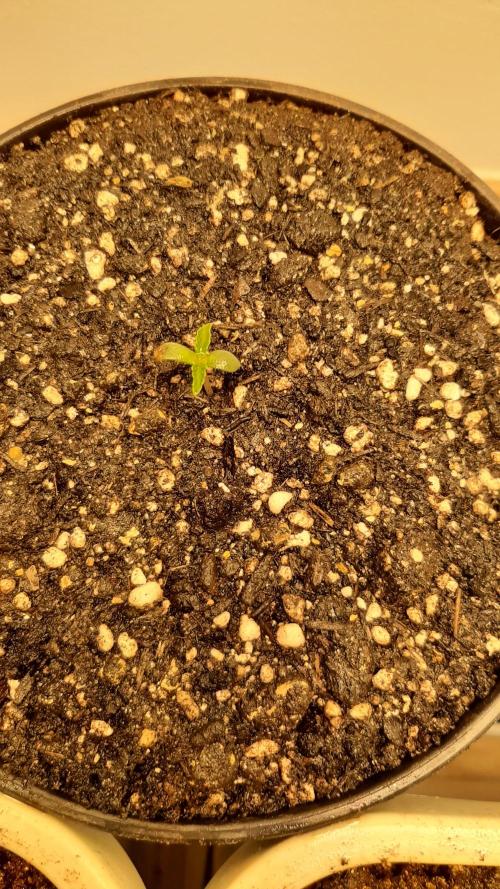 Toad Posion (Venum) - GrowersChoice🌱. Week 0