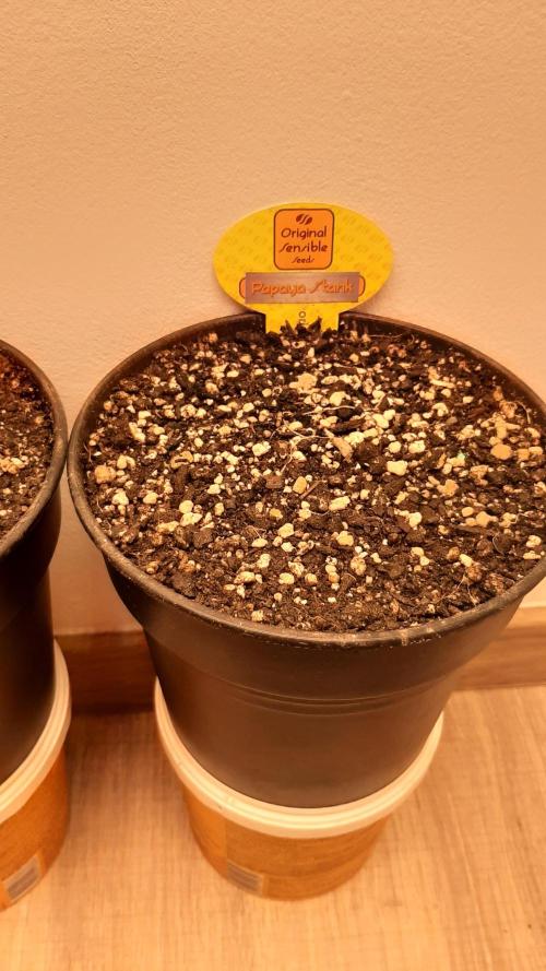 Papaya Stank - Sensible Seeds💚😋. Week 0