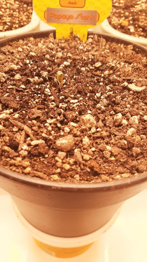 Papaya Stank - Sensible Seeds💚😋. Week 0