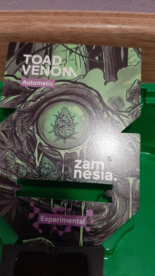 Zamnesia - Toad Venum 😍💯💚. Week 0